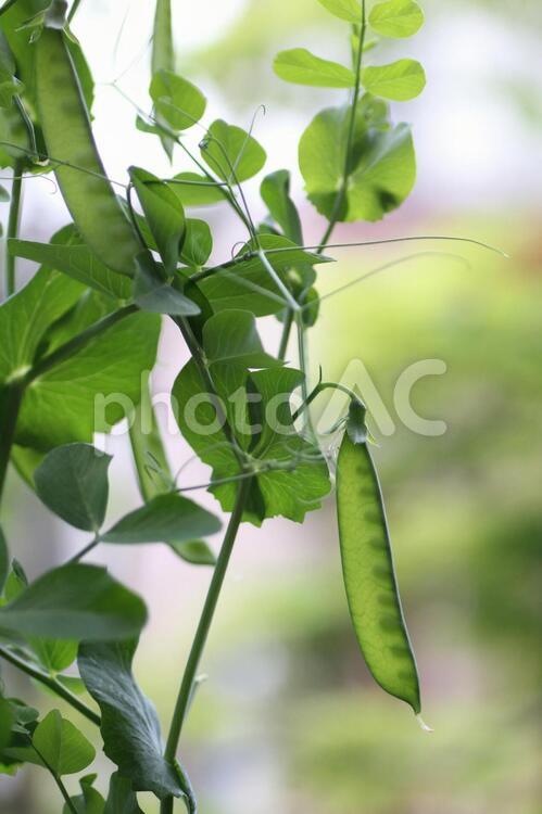 絹さやの栽培 サヤエンドウ,絹さや,きぬさやの写真素材