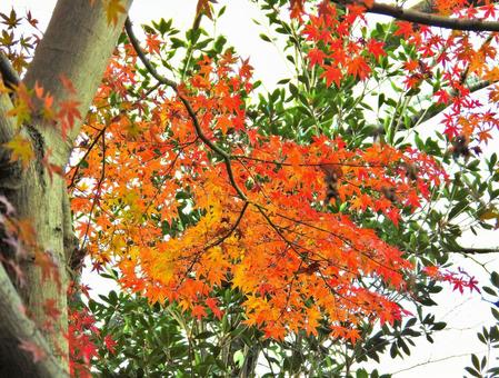 紅葉 紅葉 紅葉,木,葉の写真素材