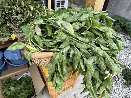 刈り取った藍染用の葉 刈り取った藍染用の葉 藍染,葉,刈り取りの写真素材