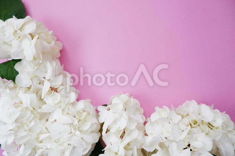 ピンクの背景に美しい白い紫陽花の花 紫陽花,花,美しいの写真素材
