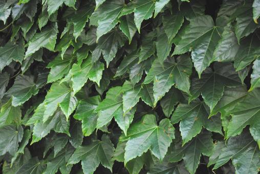Ivy leaves, JPG Ivy leaves, JPG