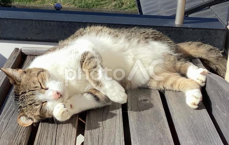 日光浴しながら顔を洗う猫 猫,ネコ,ねこの写真素材