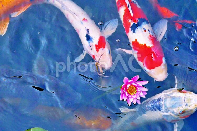 睡蓮の咲く池の鯉たち1 睡蓮,花,錦鯉の写真素材