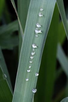 レモングラスの朝つゆの写真