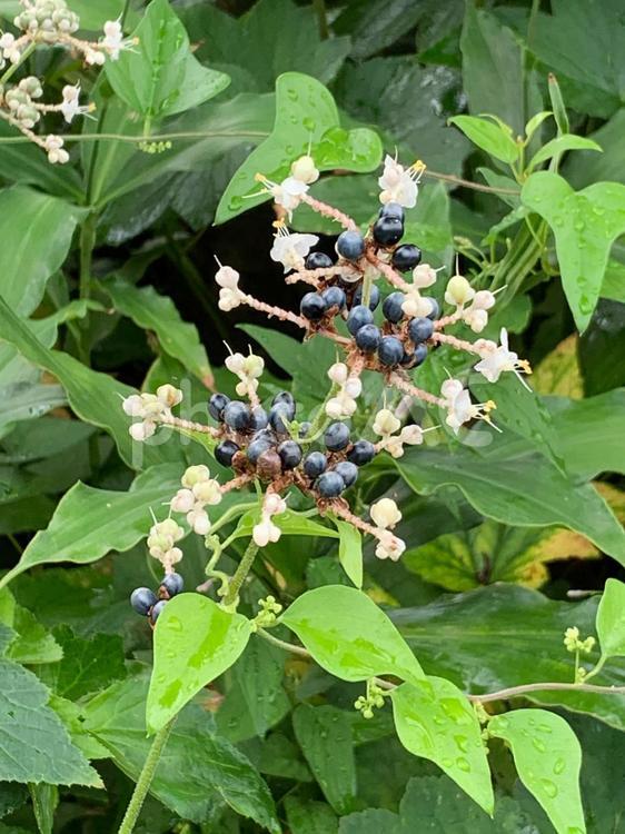 ヤブミョウガ　花と青い実 ヤブミョウガ,白い花,青い実の写真素材