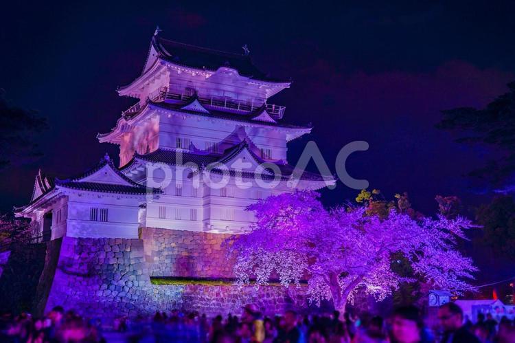 春の夜の小田原城 桜,夜,小田原城の写真素材