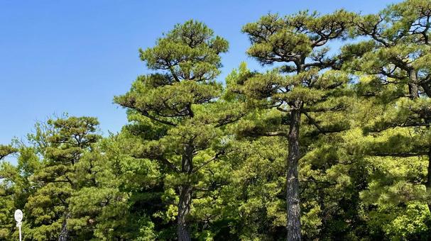 大仙公園 松の木 大仙公園 松の木の写真
