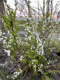 ユキヤナギ ユキヤナギ,バラ科,花の写真素材