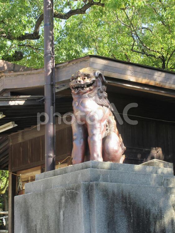 湊川神社「狛犬」 狛犬,湊川神社,楠木正成の写真素材
