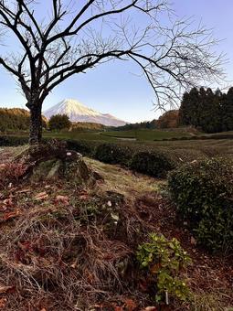 秋の茶畑から見る富士山 富士山,茶畑,お茶の写真素材