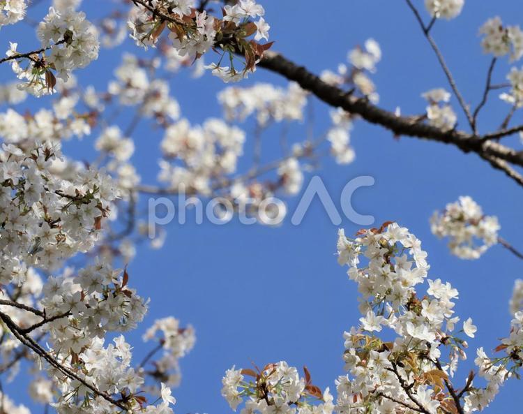 青空に映える可愛らしい桜の花 サクラ,桜の花,春の写真素材