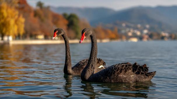 静寂の湖で寄り添う黒い白鳥 静寂の湖で寄り添う黒い白鳥の写真