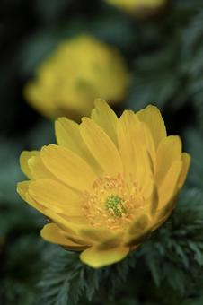 福寿草の写真