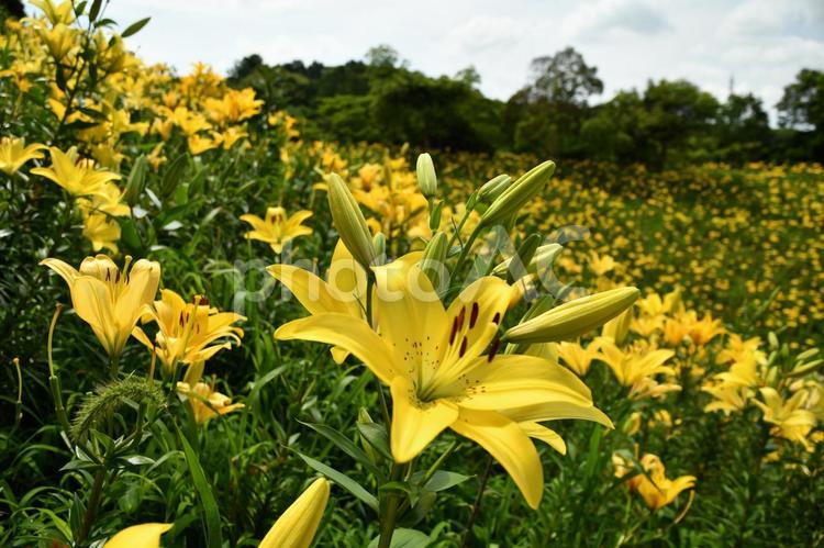  可睡ゆりの園　黄色のゆり 可睡ゆりの園,黄色,イエローの写真素材