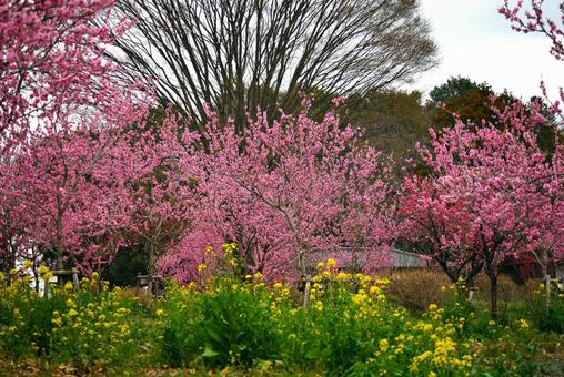 菜の花とピンクの花 菜の花とピンクの花 花,植物,綺麗の写真素材