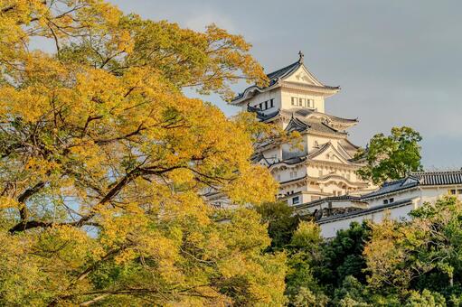 姫路城と黄葉の秋景色 姫路城,秋,紅葉の写真素材
