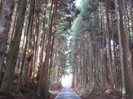 山中の道 山中の道の写真