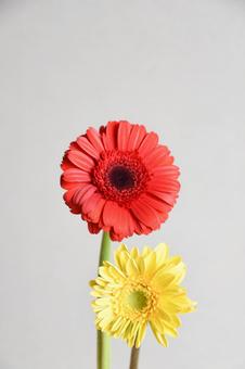 二色のガーベラ 二色のガーベラの写真