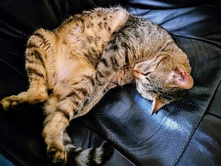 いい夢見てるょ~ いい夢見てるょ~ ネコ,キジトラ,お昼寝の写真素材