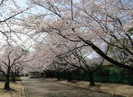 桜 桜の写真