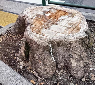 街路樹の切り株② 街路樹の切り株② 樹,切り株,木の写真素材