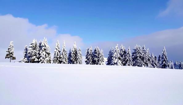 雪の中の木々　針葉樹　冬のイメージの写真