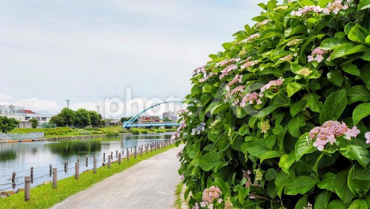 旧中川河畔の紫陽花＆ふれあい橋（江東区） 初夏,紫陽花,旧中川水辺公園の写真素材