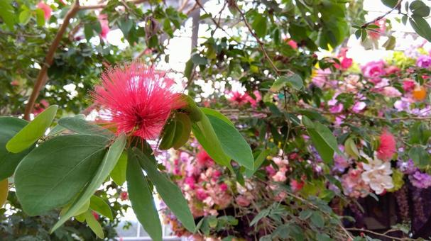ぴんく ぴんく ピンク,花,自然の写真素材