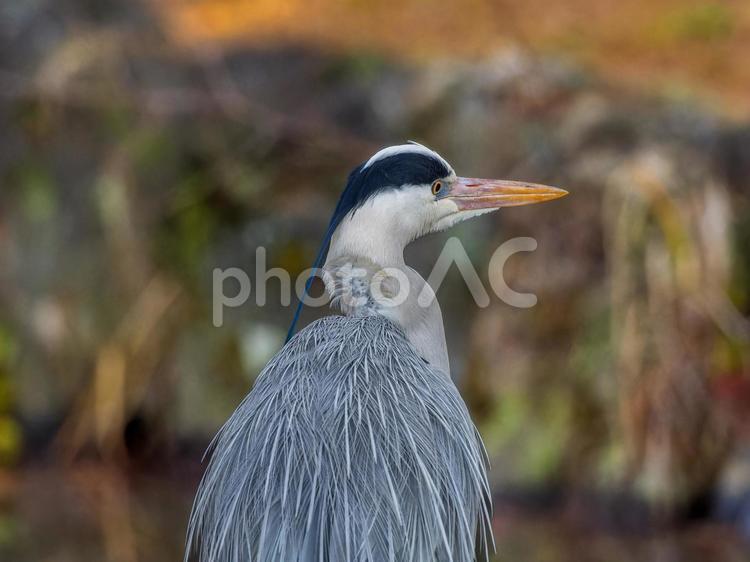 アオサギの後ろ姿 サギ,アオサギ,野鳥の写真素材