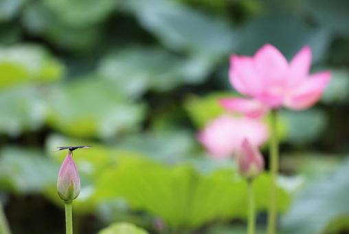 Photo, butterfly dragonfly, lotus, a lotus, 