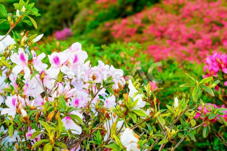 ピンク色の躑躅の花と山に咲き誇る花畑 花,植物,青空の写真素材
