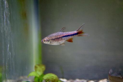 レッドチェリーラスボラ(熱帯魚) レッドチェリーラスボラ,ラスボラ,アクアリウムの写真素材