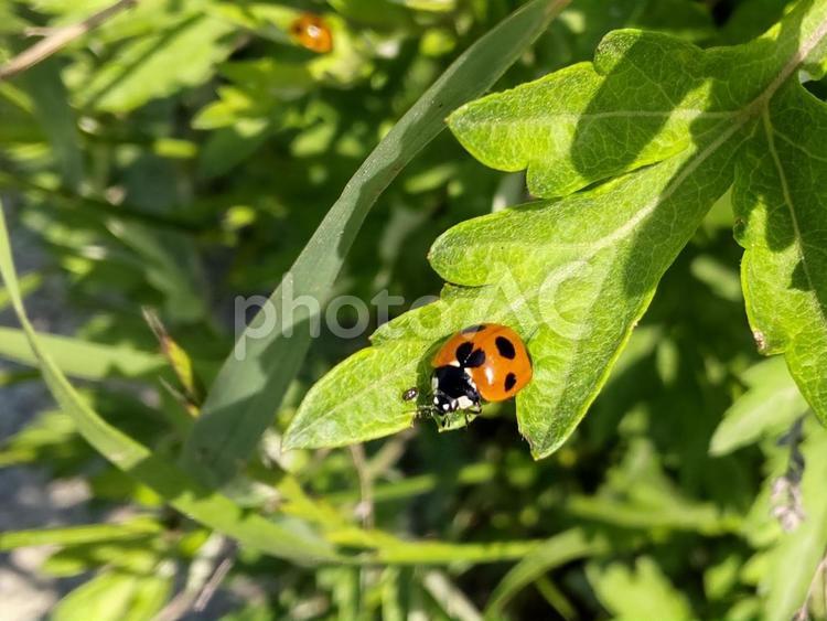ハート型のホシのてんとう虫 てんとう虫,ナナホシテントウムシ,ハートの写真素材