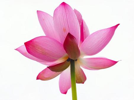 Photo, a lotus, lotus, bald, 