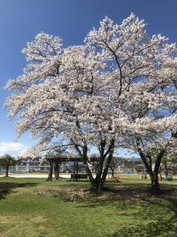 天気の良い日の公園 天気の良い日の公園の写真