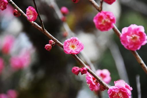 Plum (Yaekankou), JPG Plum (Yaekankou), JPG