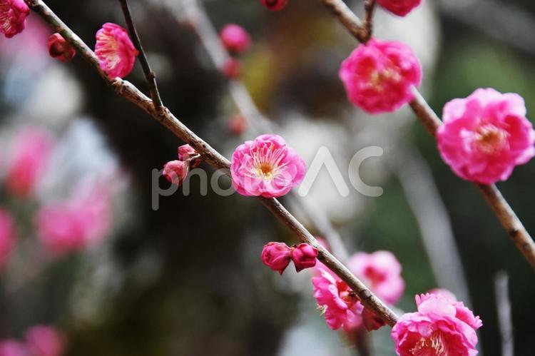 梅（やえかんこう・八重寒紅） 梅,やえかんこう,八重寒紅の写真素材