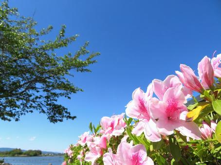 つつじと青空 つつじと青空の写真