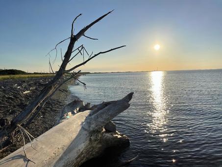 海辺の夕陽 夕日,流木,海の写真素材