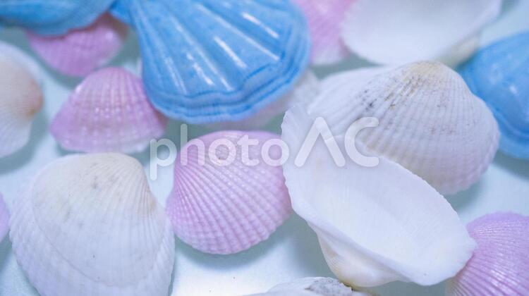 夏イメージ 夏,ヒトデ,貝殻の写真素材