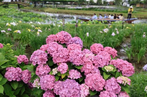Hydrangea in the Rain, JPG Hydrangea in the Rain, JPG