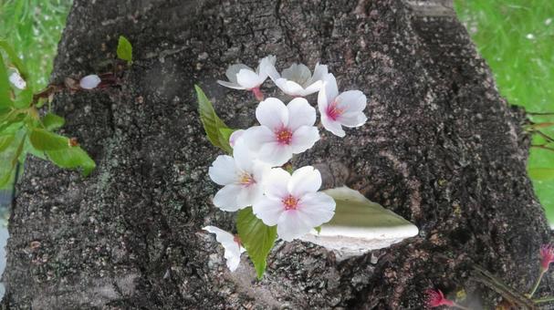 Photo, sakura, yoshino cherry tree, spring flower, 