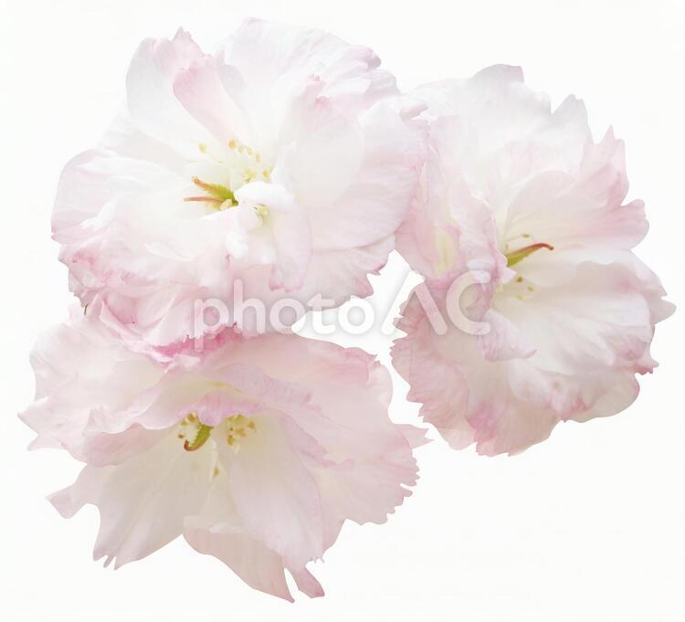 切り抜き素材　桜107 桜,花,八重桜の写真素材