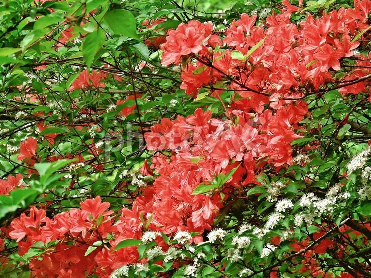 ヤマツツジの赤い花とカマツカの白い花 ツツジ,ヤマツツジ,花の写真素材