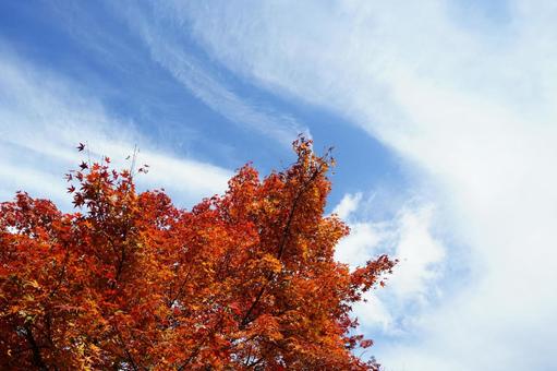 紅葉したモミジと青空 モミジ,イロハモミジ,紅葉の写真素材