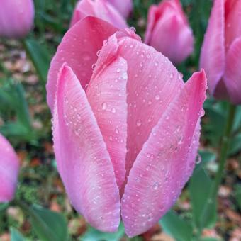 花 花の写真