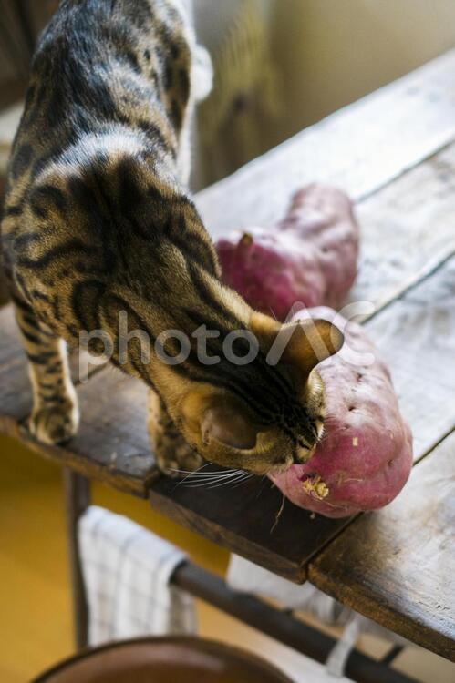 サツマイモの匂いを嗅ぐベンガル猫 サツマイモ,猫,さつまいもの写真素材