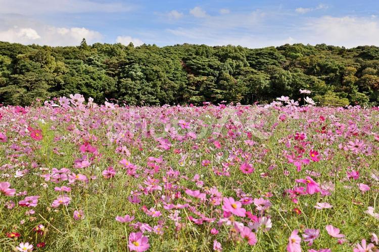 コスモス畑 コスモス,秋桜,コスモス園の写真素材