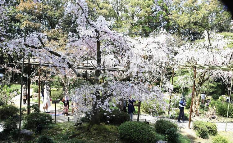 平安神宮の桜 桜,ピンク,平安神宮の写真素材