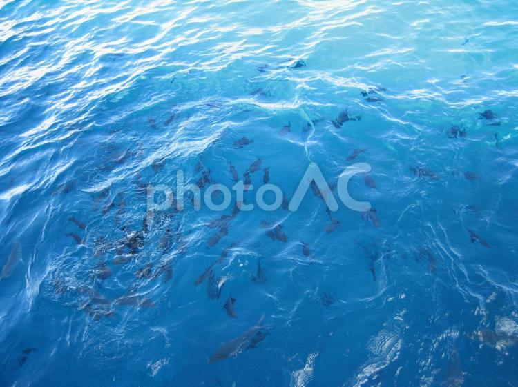 背景素材　ハワイの海　魚群 海,青い海,コバルトブルーの写真素材